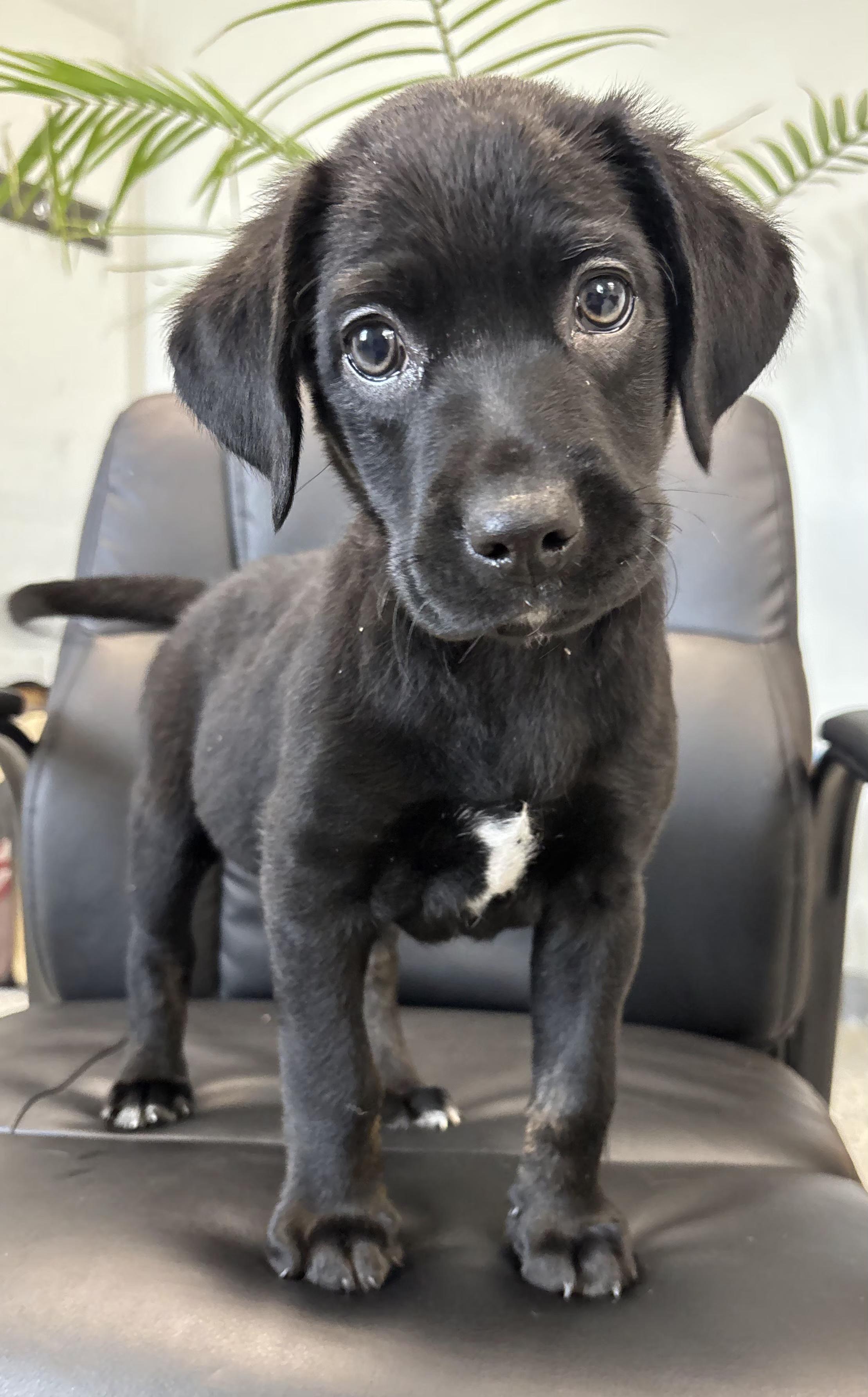 Enlarge Maxwell , an adopted Labrador Retriever in Momence, IL image 1/1