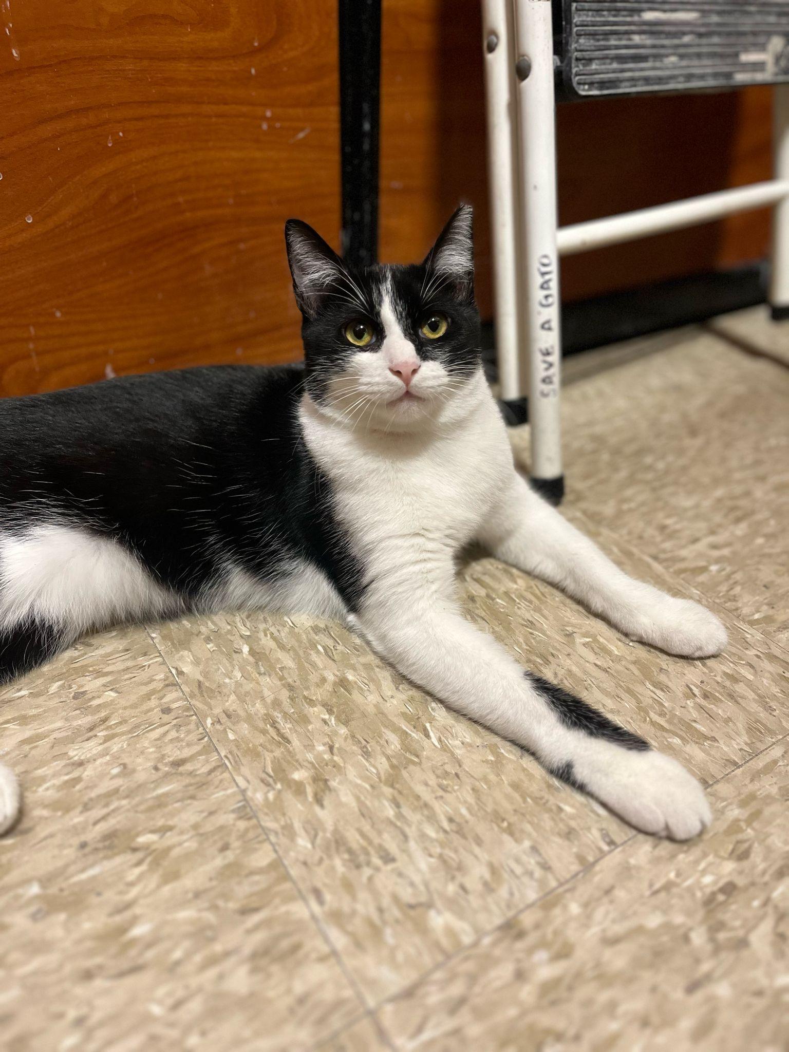Liam, an adoptable Domestic Short Hair in San Juan, PR, 00926 | Photo Image 4