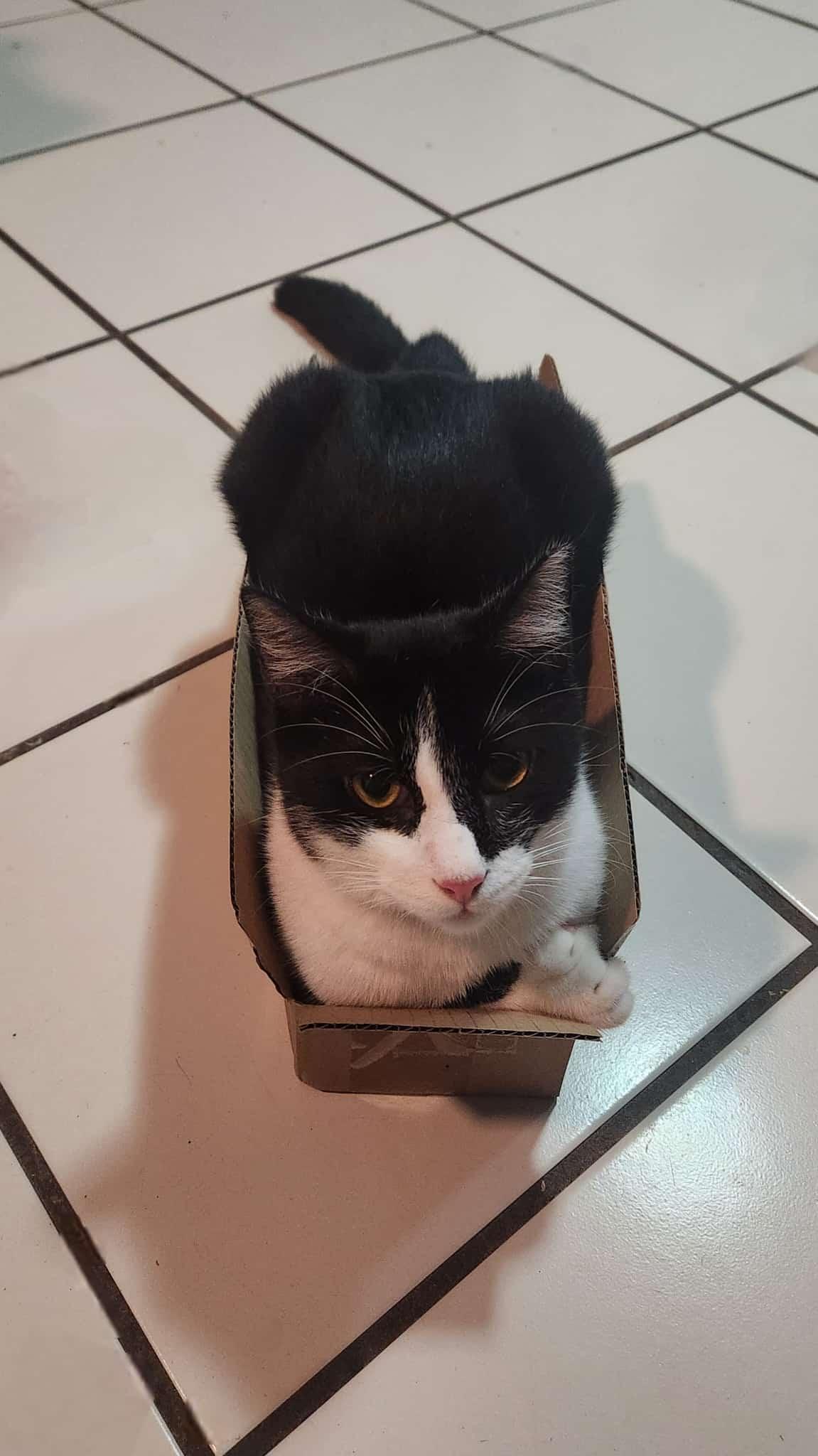 Liam, Young Male Domestic Short Hair