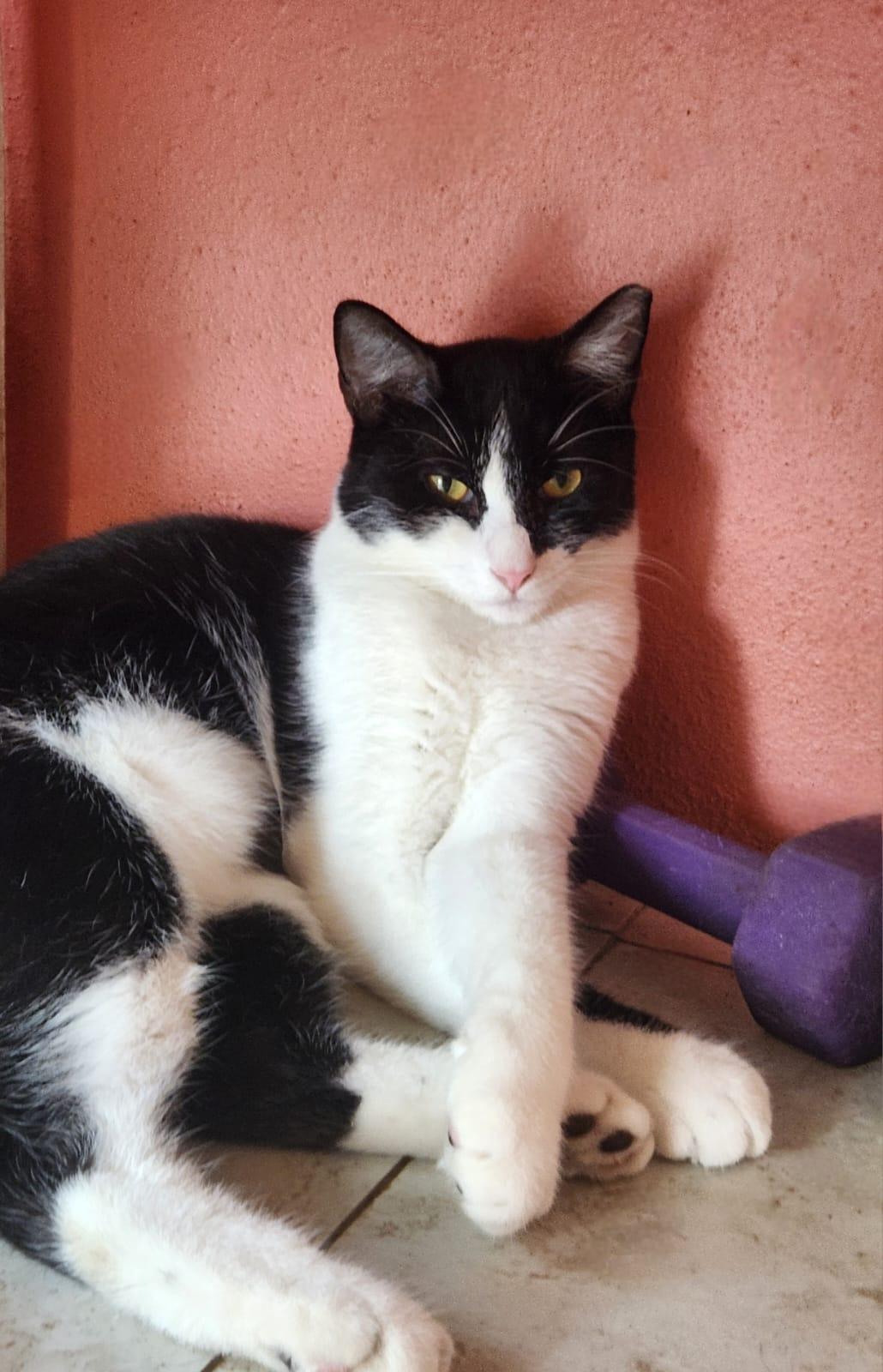 Liam, an adoptable Domestic Short Hair in San Juan, PR, 00926 | Photo Image 3