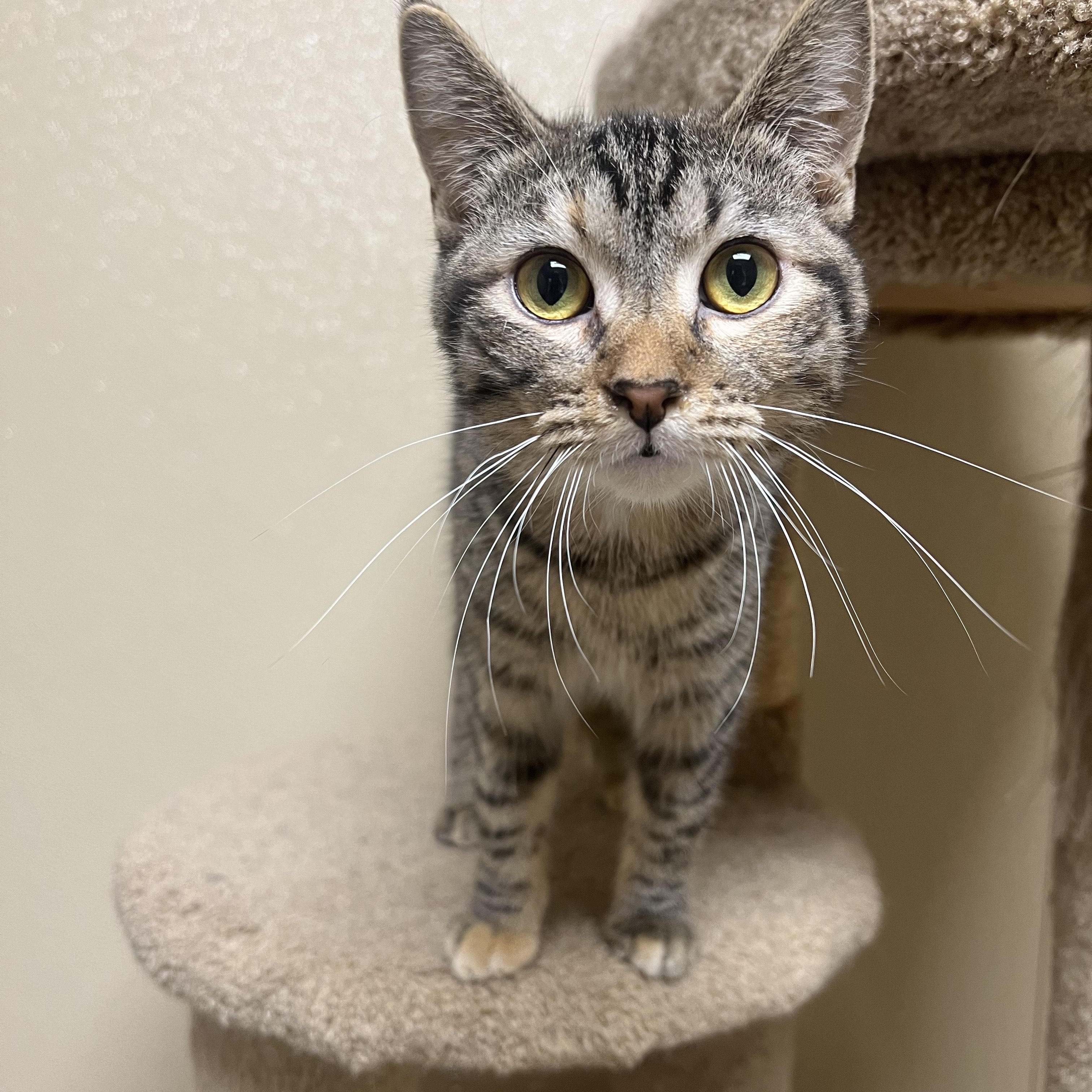 Trisha, Adoptable, Young Female Domestic Short Hair.