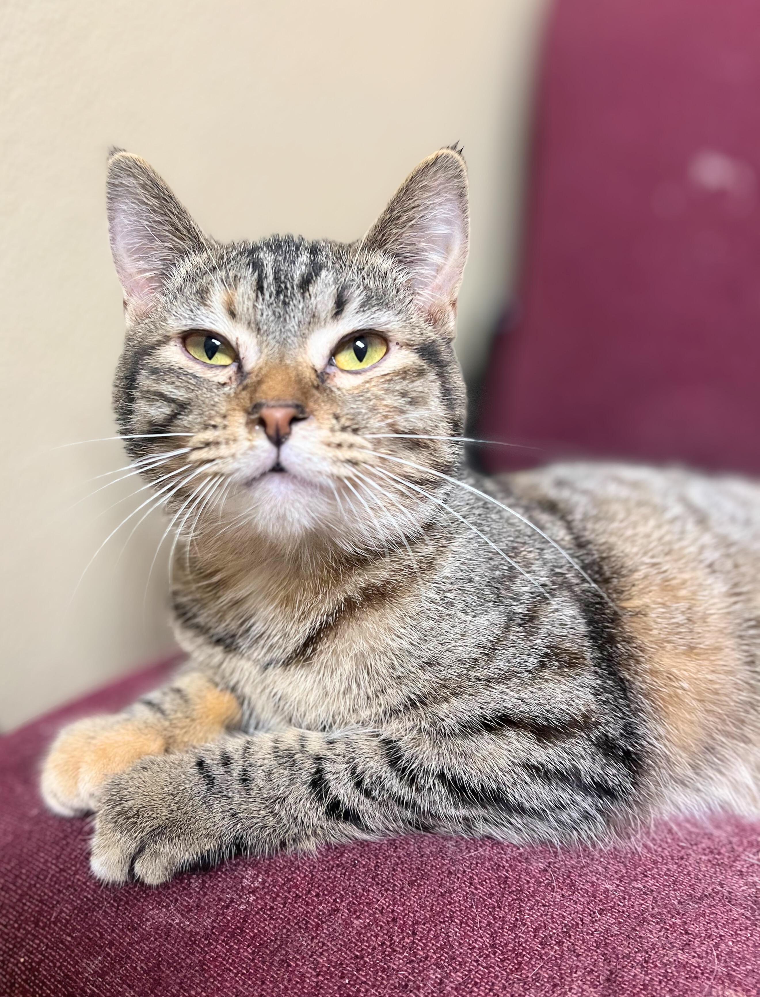 Trisha, a Adoptable Domestic Short Hair in Quincy, IL image 2/2