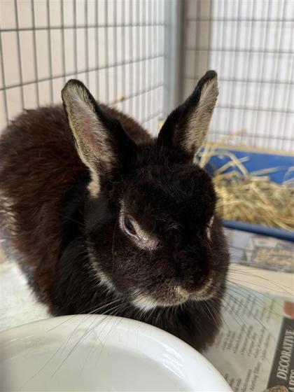 Enlarge Princess Daisy, a Adoptable Dwarf in Largo, FL image 1/1