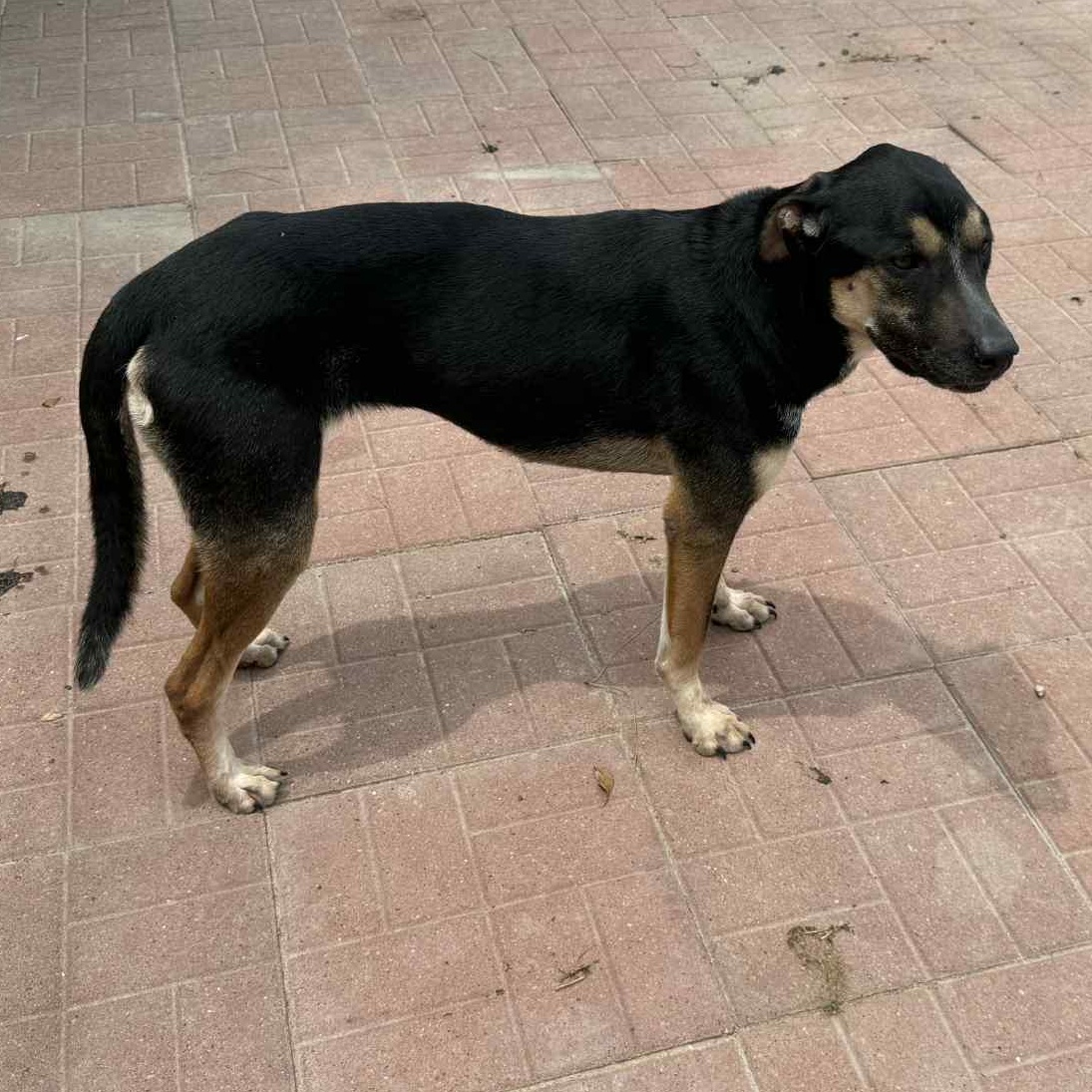 Enlarge Caly, an adopted mixed breed in Albany , NY image 3/5