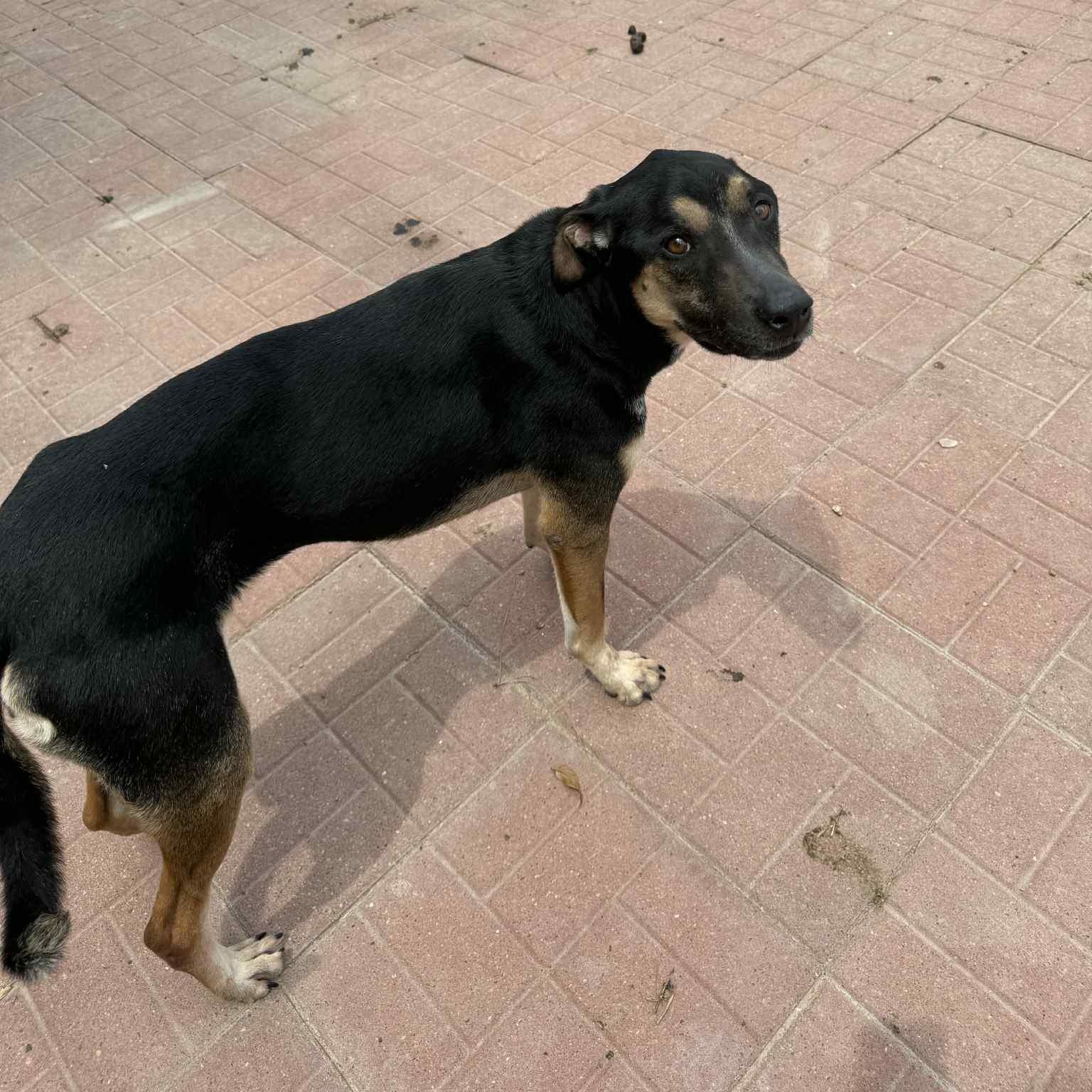 Enlarge Caly, an adopted mixed breed in Albany , NY image 5/5