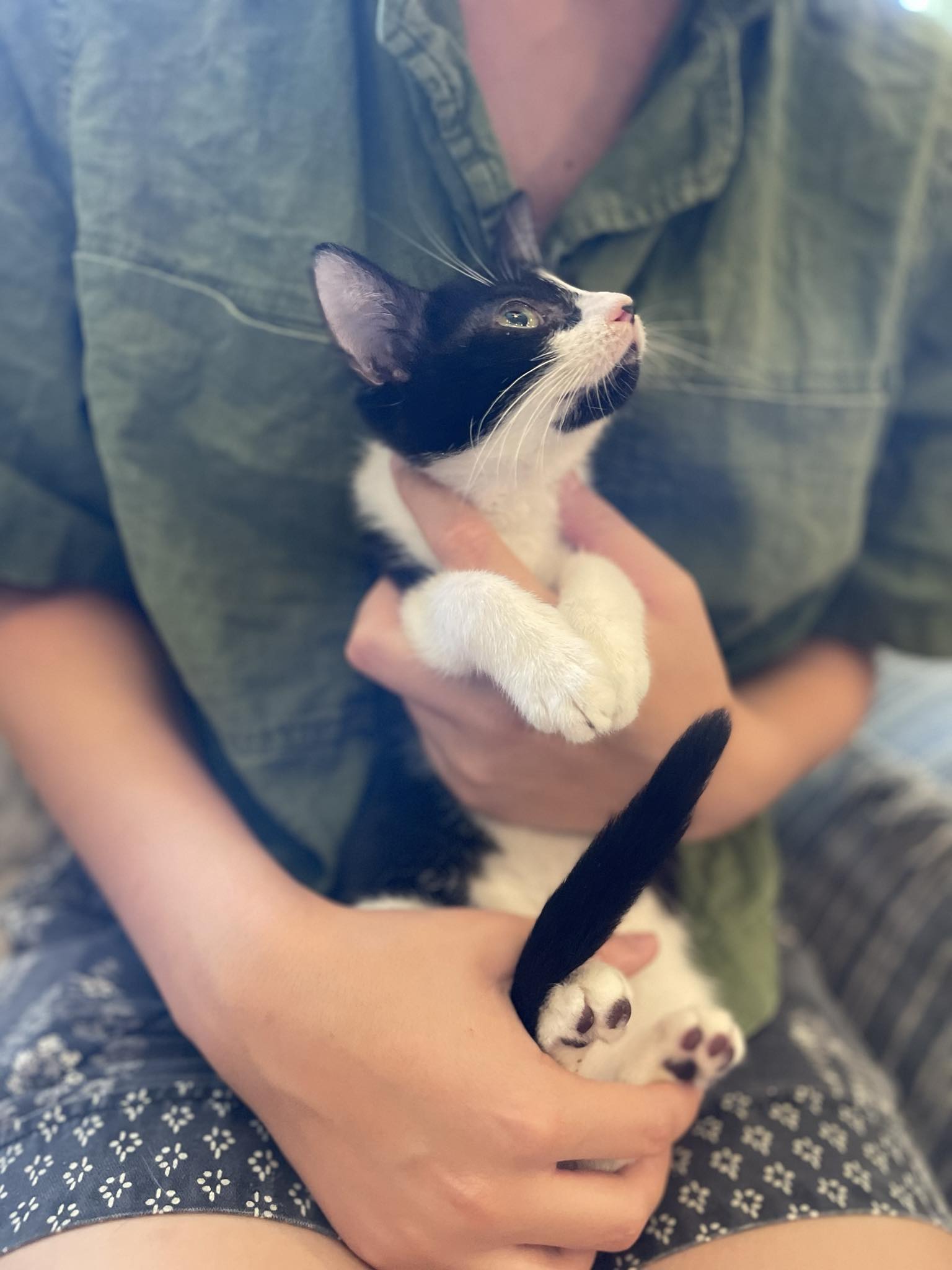 Enlarge Faith, a Adopted American Shorthair in Dauphin island, AL image 2/2