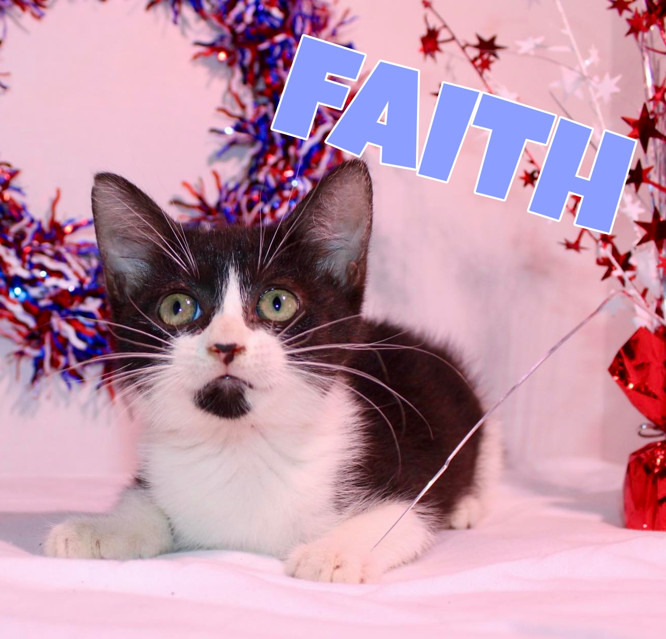 Enlarge Faith, a Adopted American Shorthair in Dauphin island, AL image 1/2