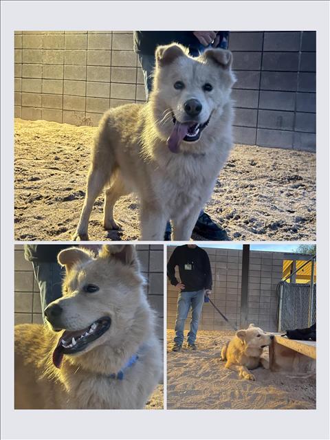 ZEPPELIN*, Adoptable, Adult Male Husky.