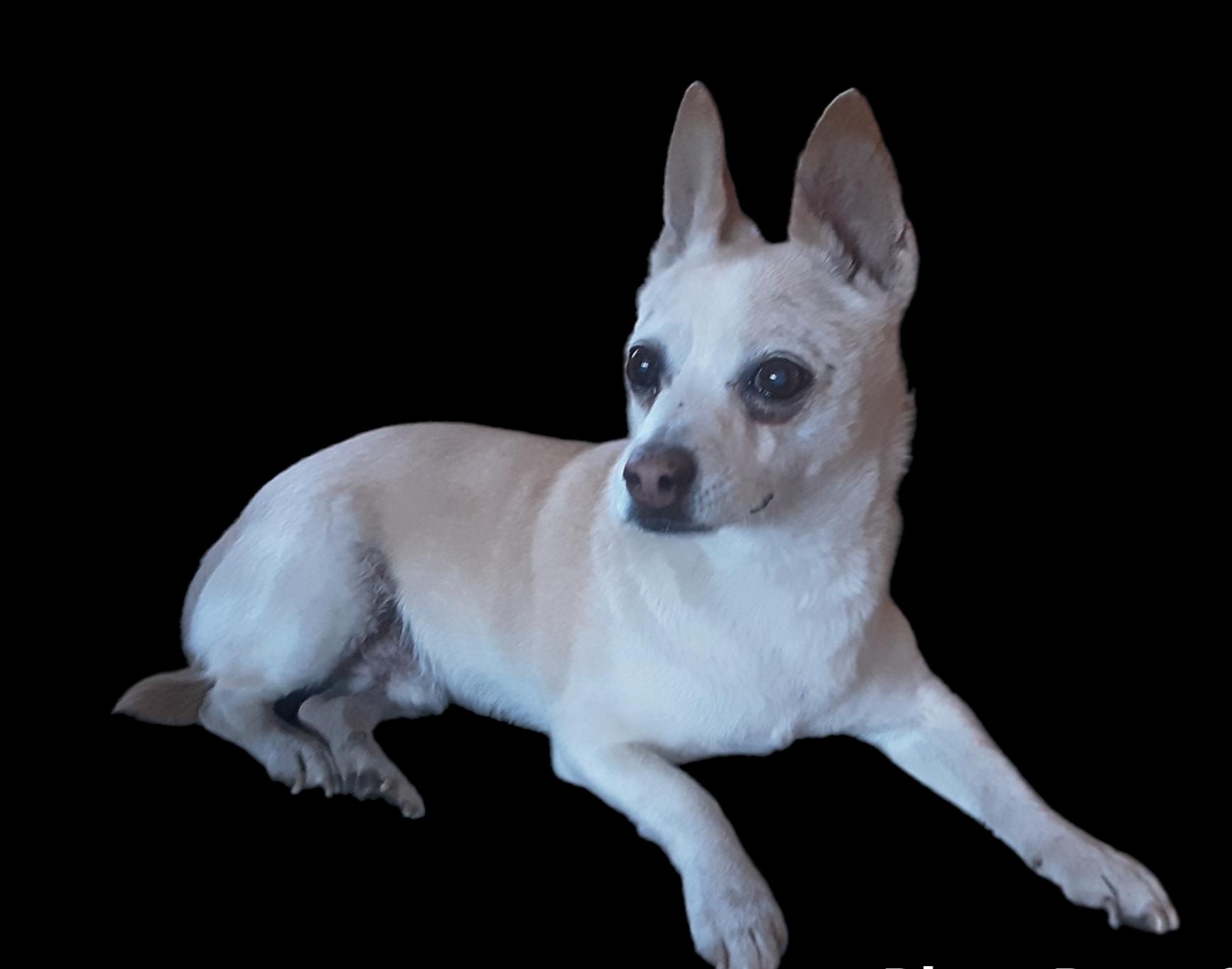 Enlarge Chulito, a ADOPTABLE mixed breed in Oroville, WA image 3/3