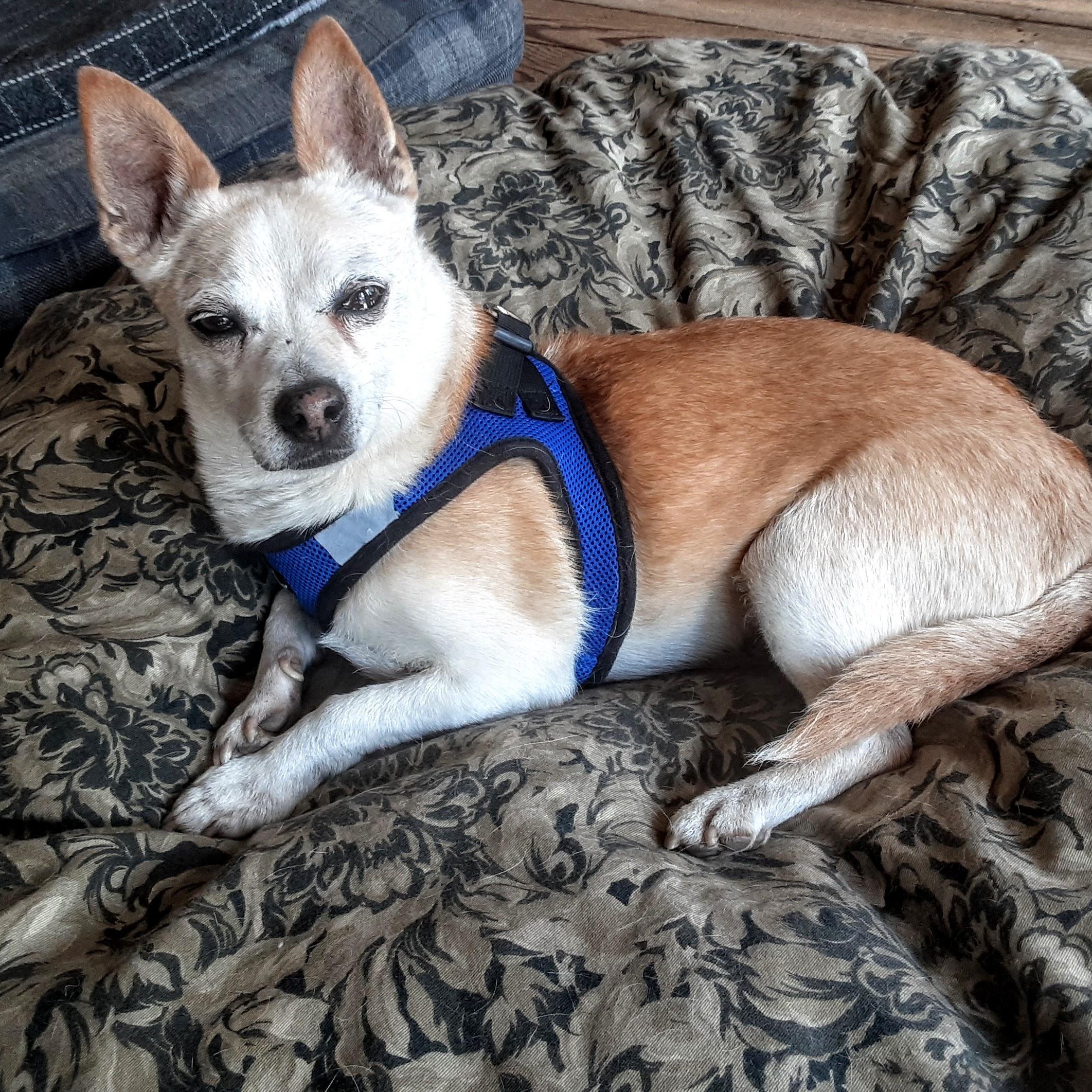 Enlarge Chulito, a ADOPTABLE mixed breed in Oroville, WA image 2/3