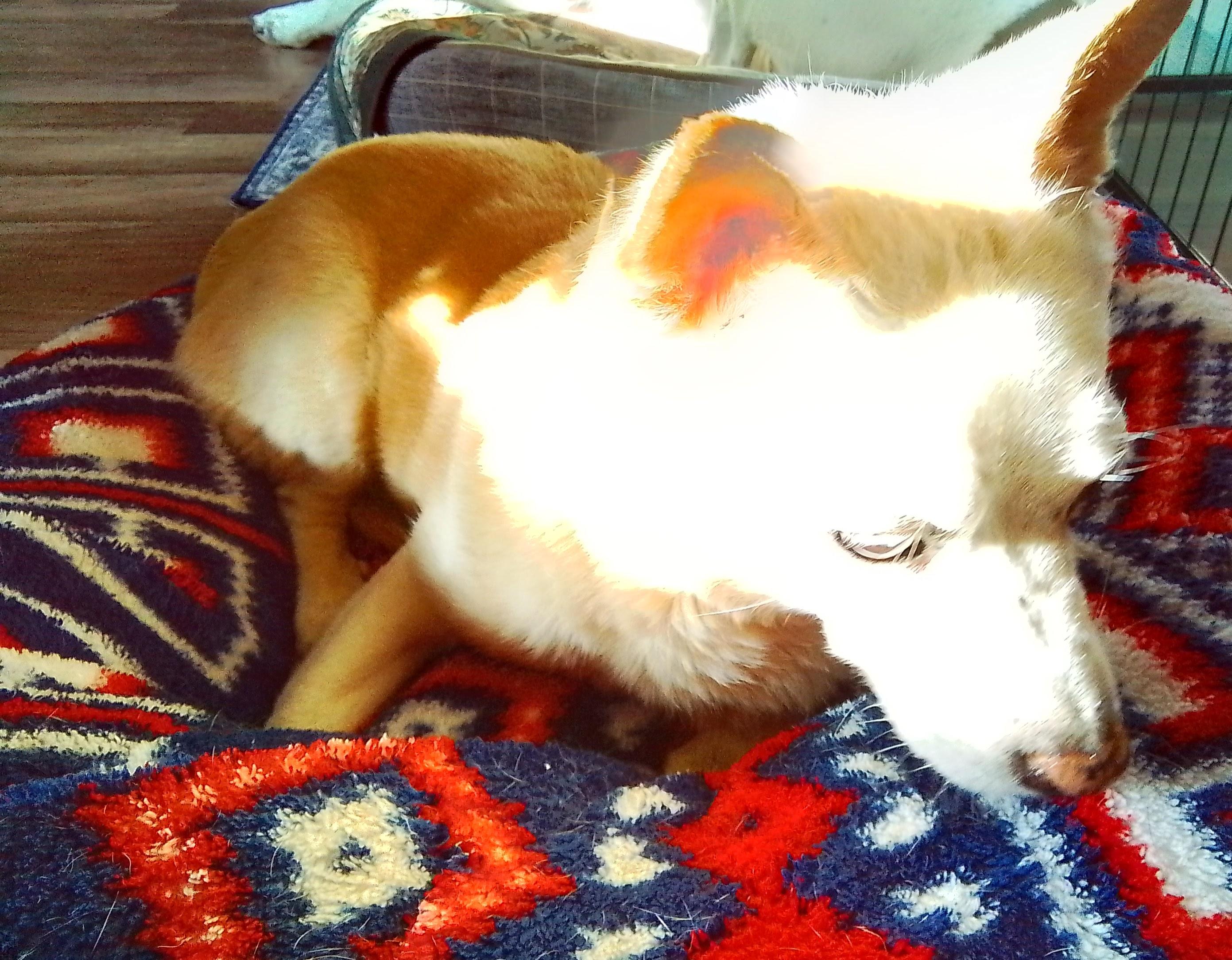 Chulito, ADOPTABLE, Senior Male Chihuahua.