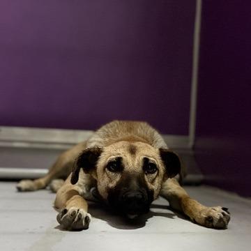 Bambi, Adoptable, Young Female Shepherd.