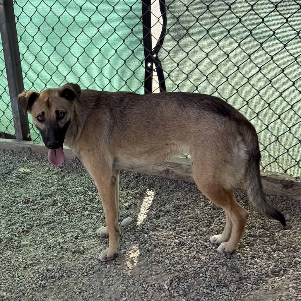 Enlarge Bambi, a Adoptable Shepherd in Fresno, CA image 2/2