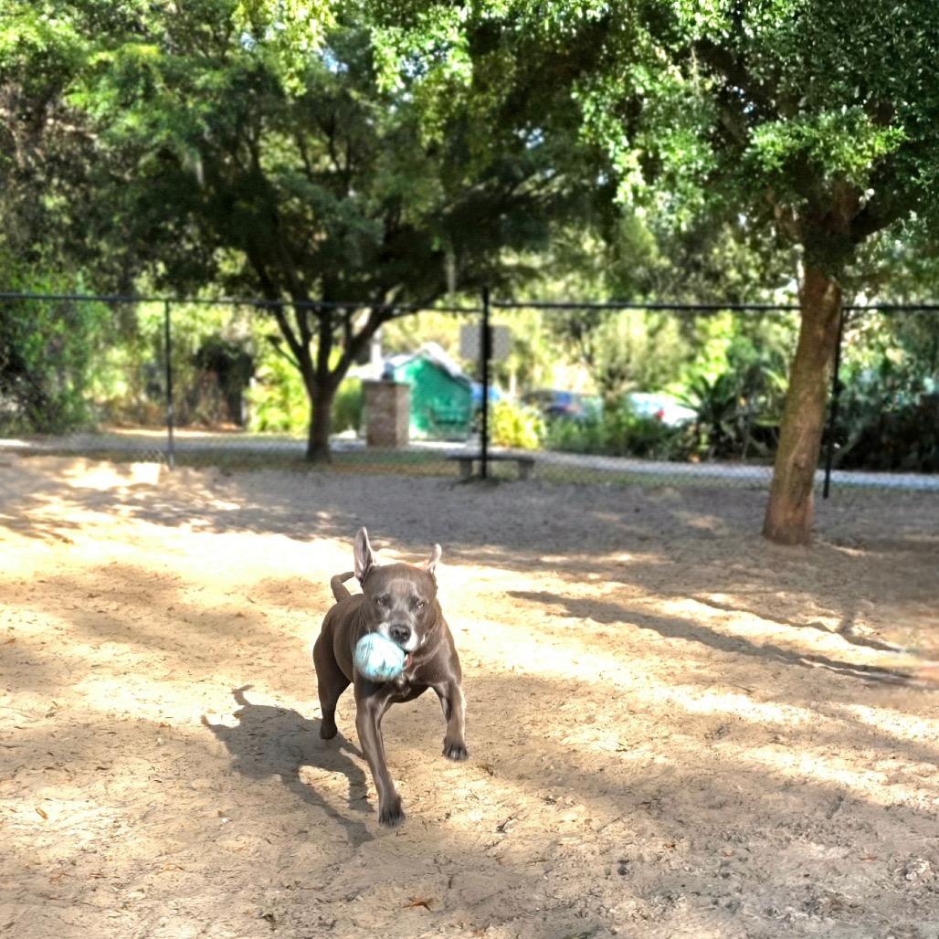Enlarge Kali, a Adoptable Mixed Breed in Port Charlotte, FL image 1/6
