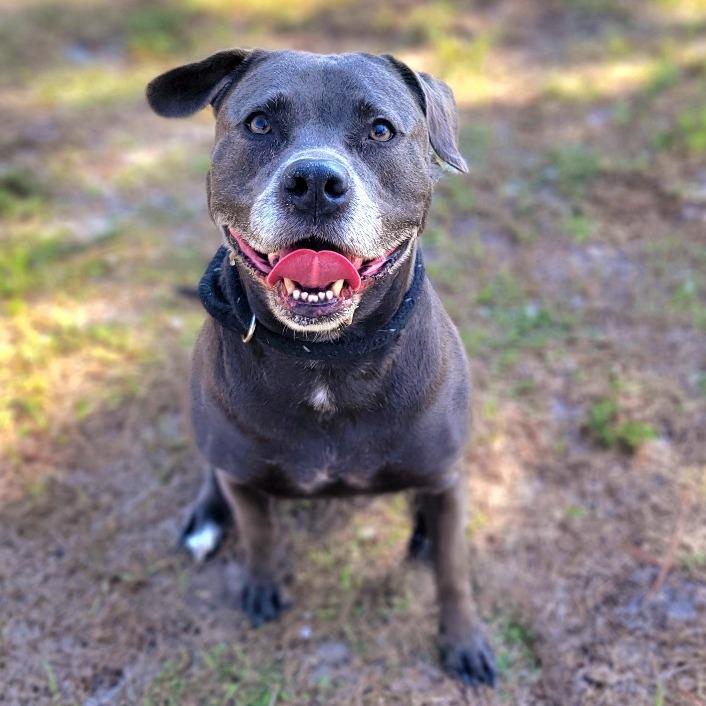 Enlarge Kali, a Adoptable Mixed Breed in Port Charlotte, FL image 2/6
