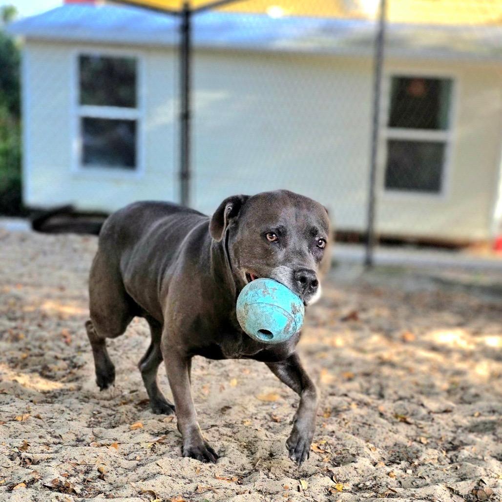 Enlarge Kali, a Adoptable Mixed Breed in Port Charlotte, FL image 3/6