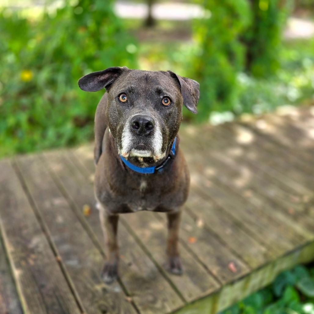 Enlarge Kali, a Adoptable Mixed Breed in Port Charlotte, FL image 4/6