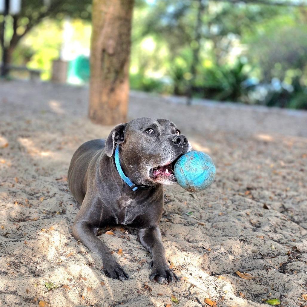 Enlarge Kali, a Adoptable Mixed Breed in Port Charlotte, FL image 5/6