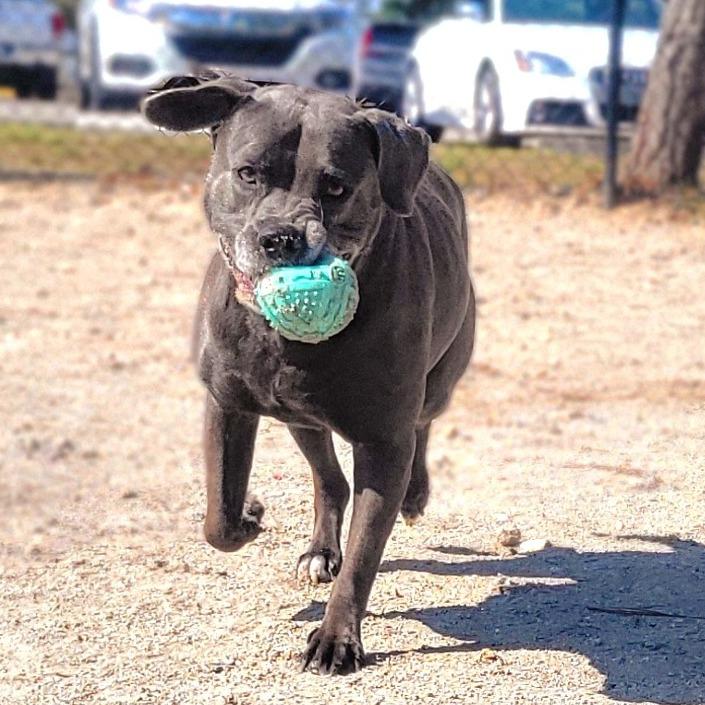 Enlarge Kali, a Adoptable Mixed Breed in Port Charlotte, FL image 6/6