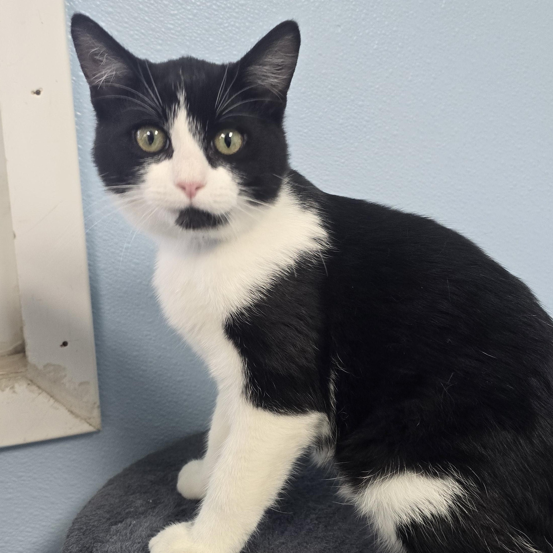 Enlarge Cosmo, an adopted Domestic Short Hair in Farmington, MO image 1/1