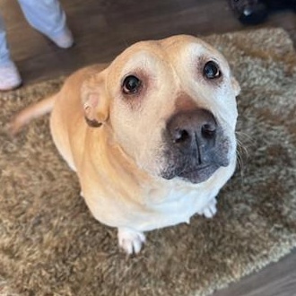 Amber (Courtesy Post), Adoptable, Senior Female Yellow Labrador Retriever.