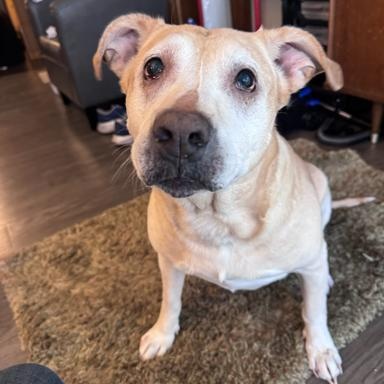 Enlarge Amber (Courtesy Post), a Adoptable mixed breed in Friday Harbor, WA image 2/3