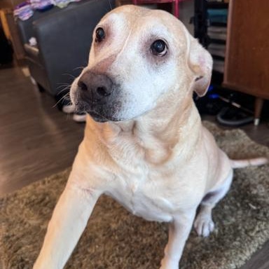 Enlarge Amber (Courtesy Post), a Adoptable mixed breed in Friday Harbor, WA image 3/3