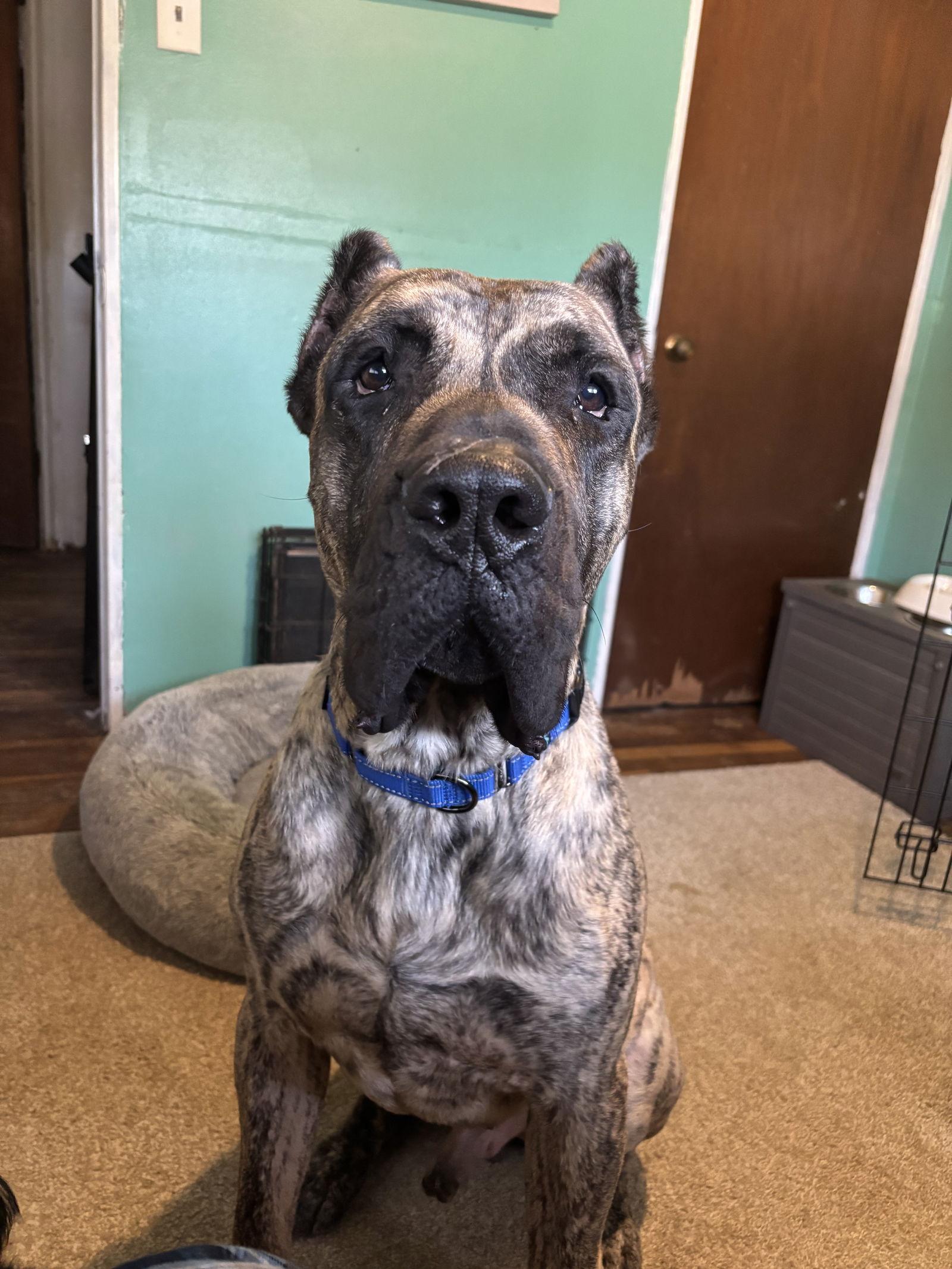 Ramsey, a Adoptable Presa Canario in Fenton, MO image 1/3