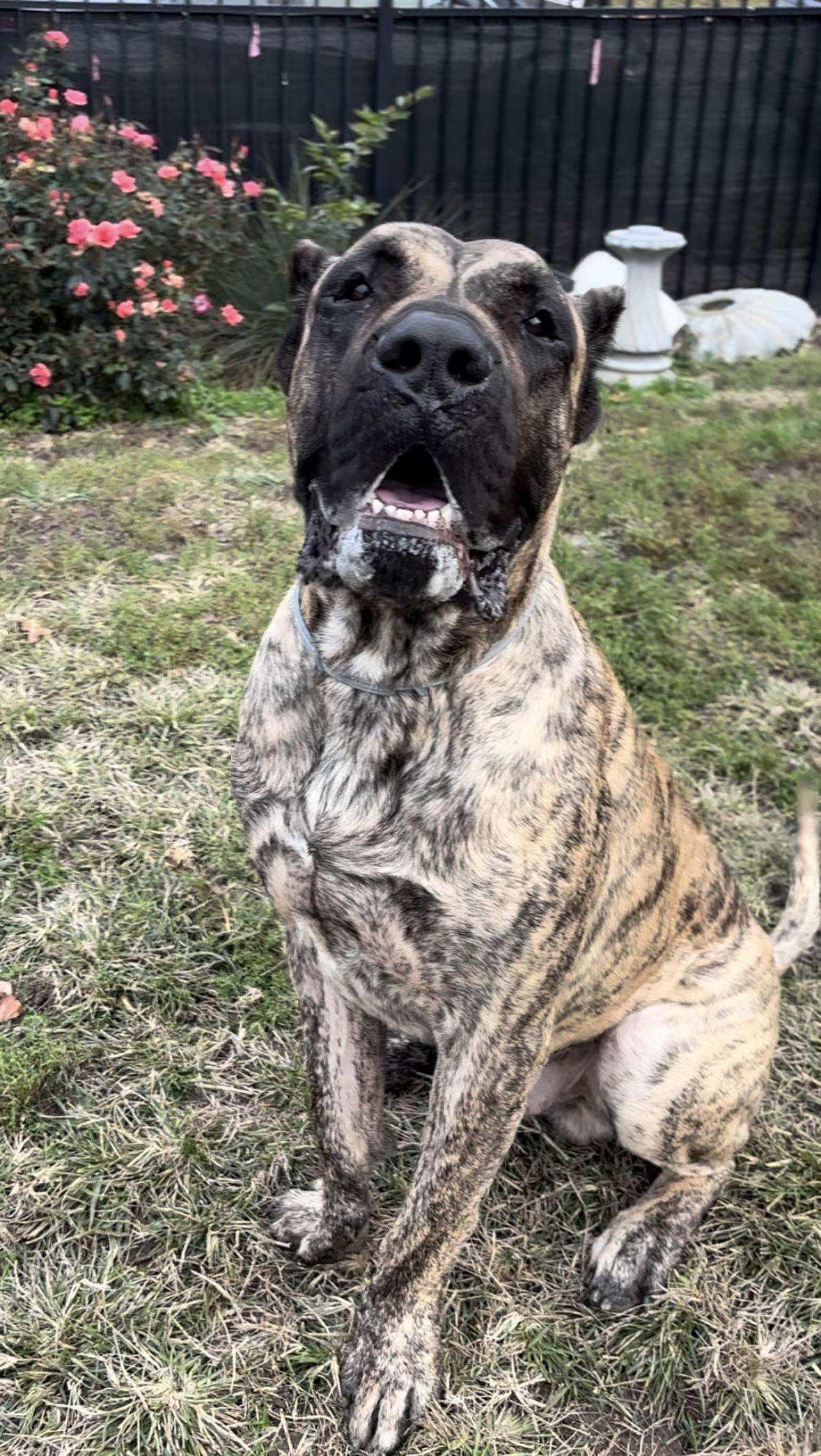 Ramsey, a Adoptable Presa Canario in Fenton, MO image 2/3