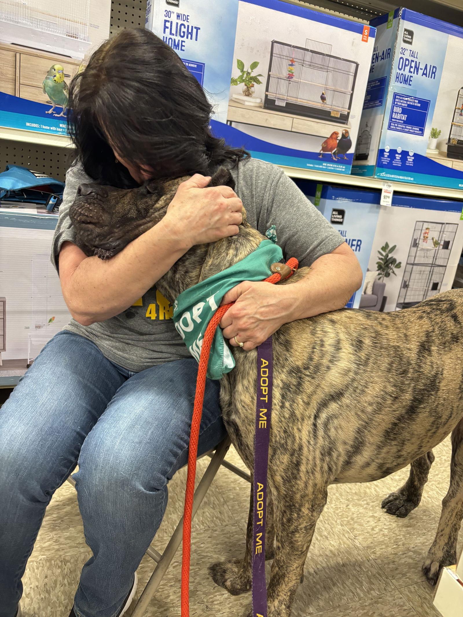 Ramsey, a Adoptable Presa Canario in Fenton, MO image 3/3