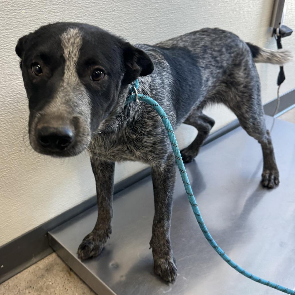 Pancho, Adoptable, Adult Male Mixed Breed.
