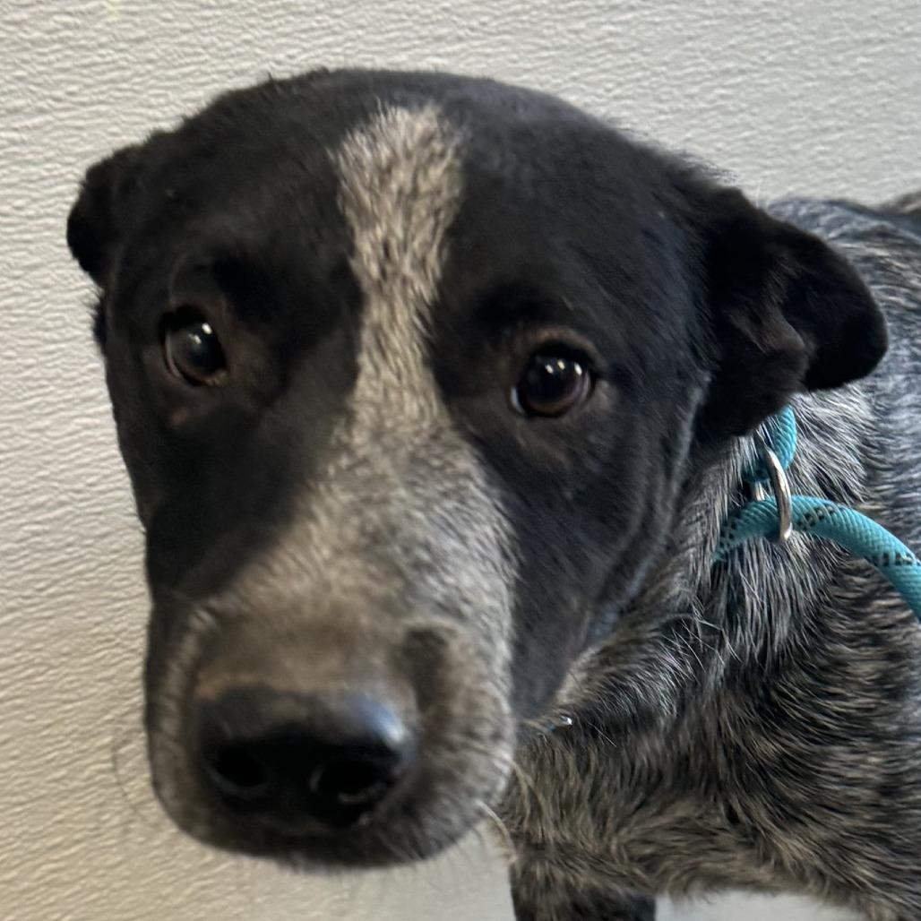 Enlarge Pancho, a Adoptable Mixed Breed in Las Cruces, NM image 2/3