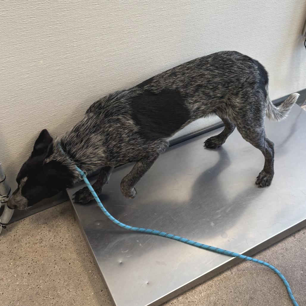 Enlarge Pancho, a Adoptable Mixed Breed in Las Cruces, NM image 3/3