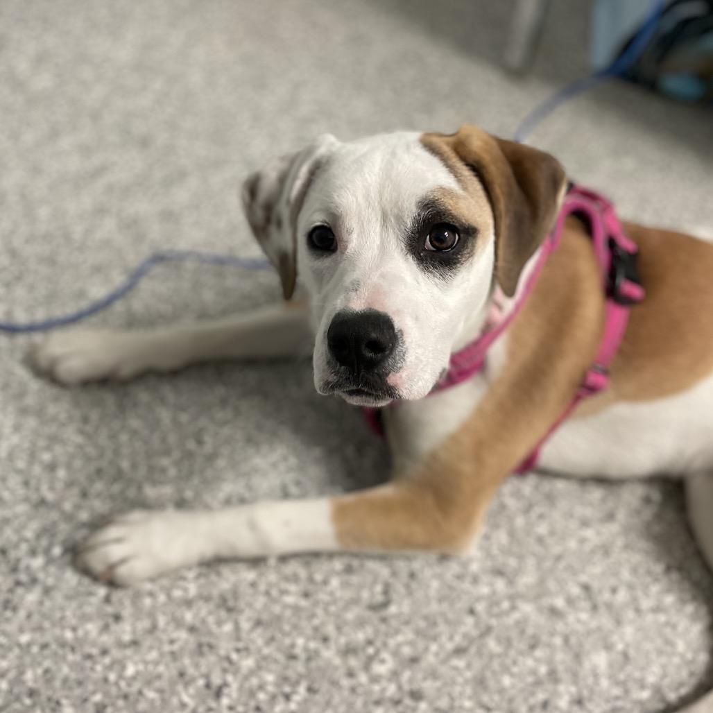 Buttercup, Adoptable, Young Female Boxer & Shepherd.