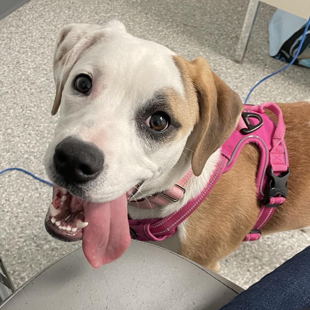 Buttercup, a Adoptable mixed breed in Enfield, NH image 2/4