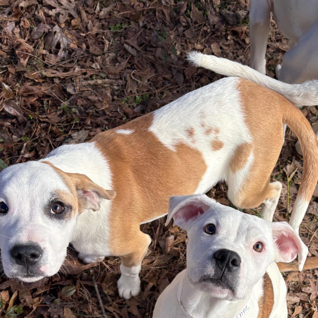 Buttercup, a Adoptable mixed breed in Enfield, NH image 3/4
