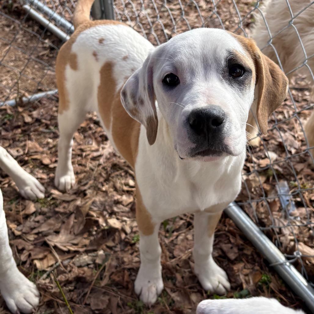Buttercup, a Adoptable mixed breed in Enfield, NH image 4/4