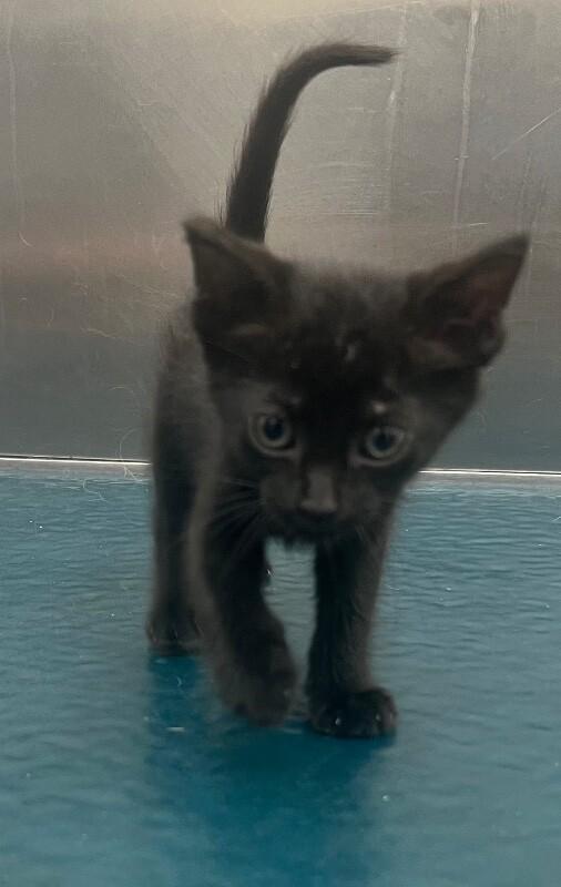 Jolene, Adoptable, Young Female Domestic Short Hair.