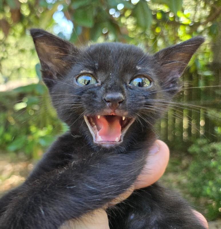 Enlarge Jolene, a Adoptable Domestic Short Hair in Mobile, AL image 2/2