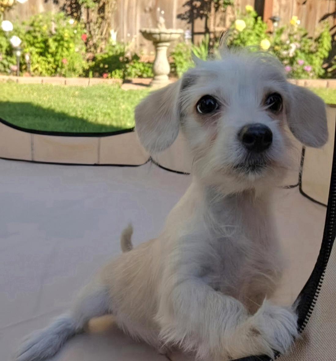 Jay, ADOPTABLE, Puppy Male West Highland White Terrier / Westie & Dachshund (Long Haired).