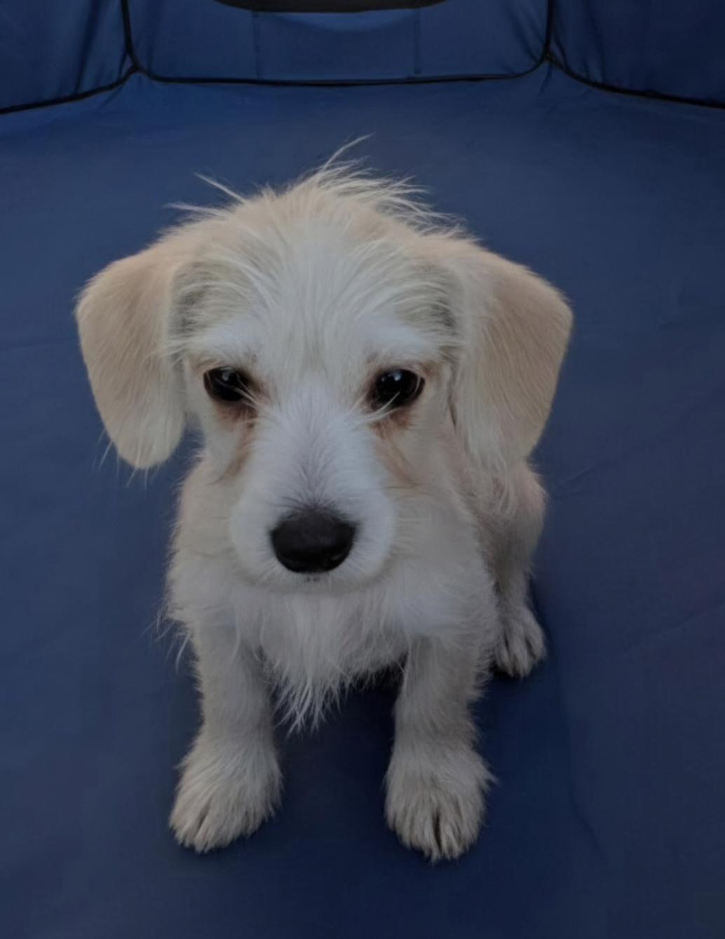 Enlarge Jay, a ADOPTABLE mixed breed in Hawthorne, CA image 3/3