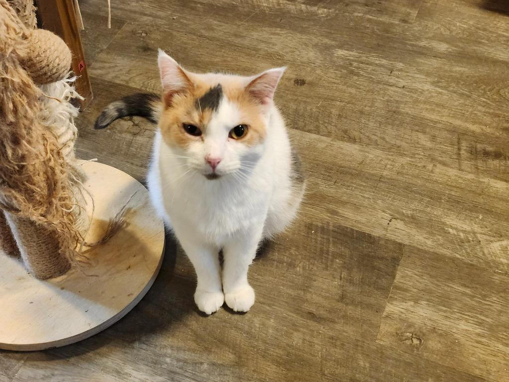 Enlarge Paula, a Adoptable mixed breed in Rice Lake, WI image 1/1