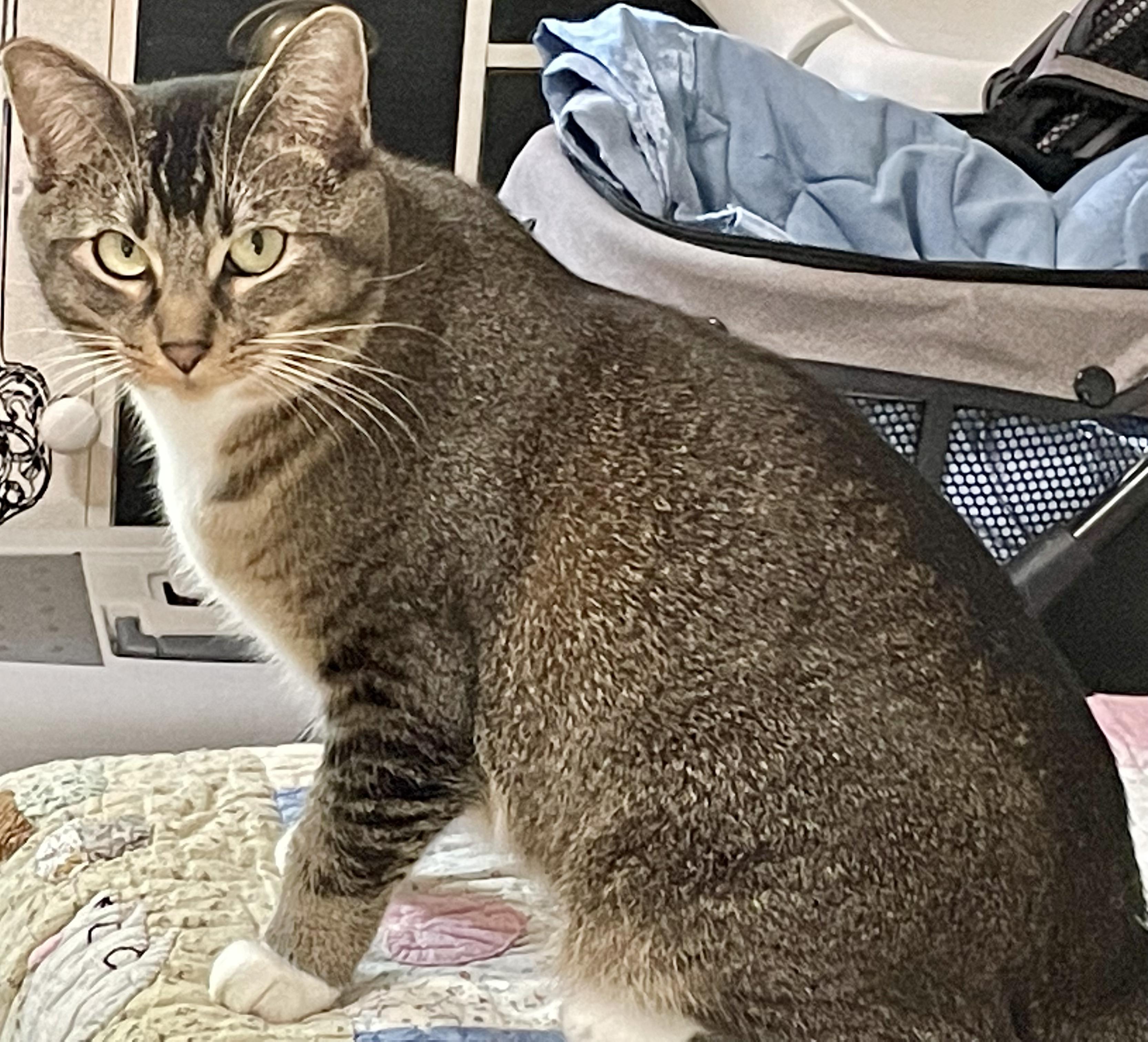 Squirrel, Adoptable, Adult Female Domestic Short Hair.