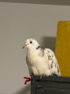 Gracie and Felix, Adoptable, Young Female Dove & Ringneck / Psittacula.