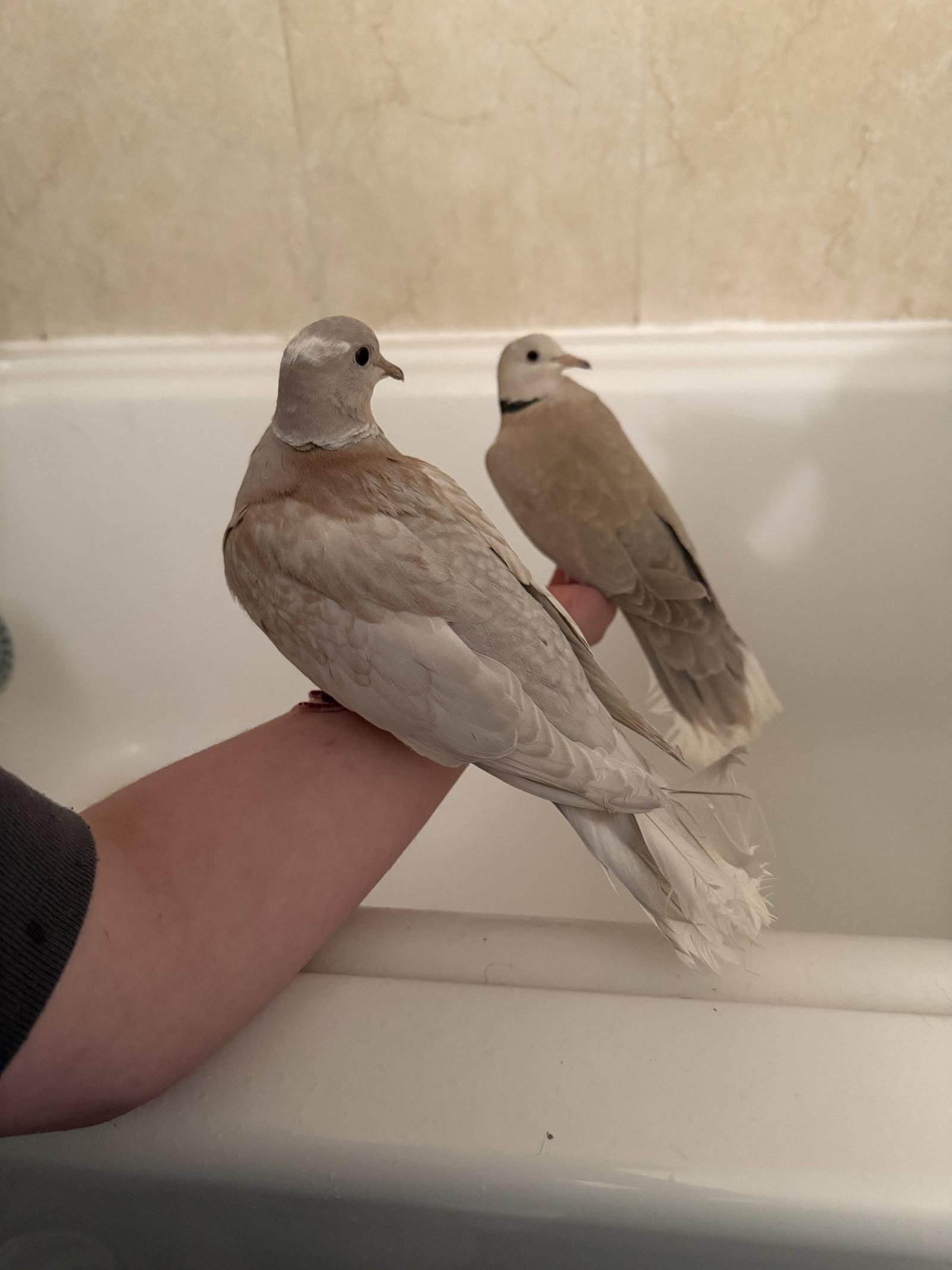 Gracie and Felix, Adoptable, Young Female Dove & Ringneck / Psittacula.
