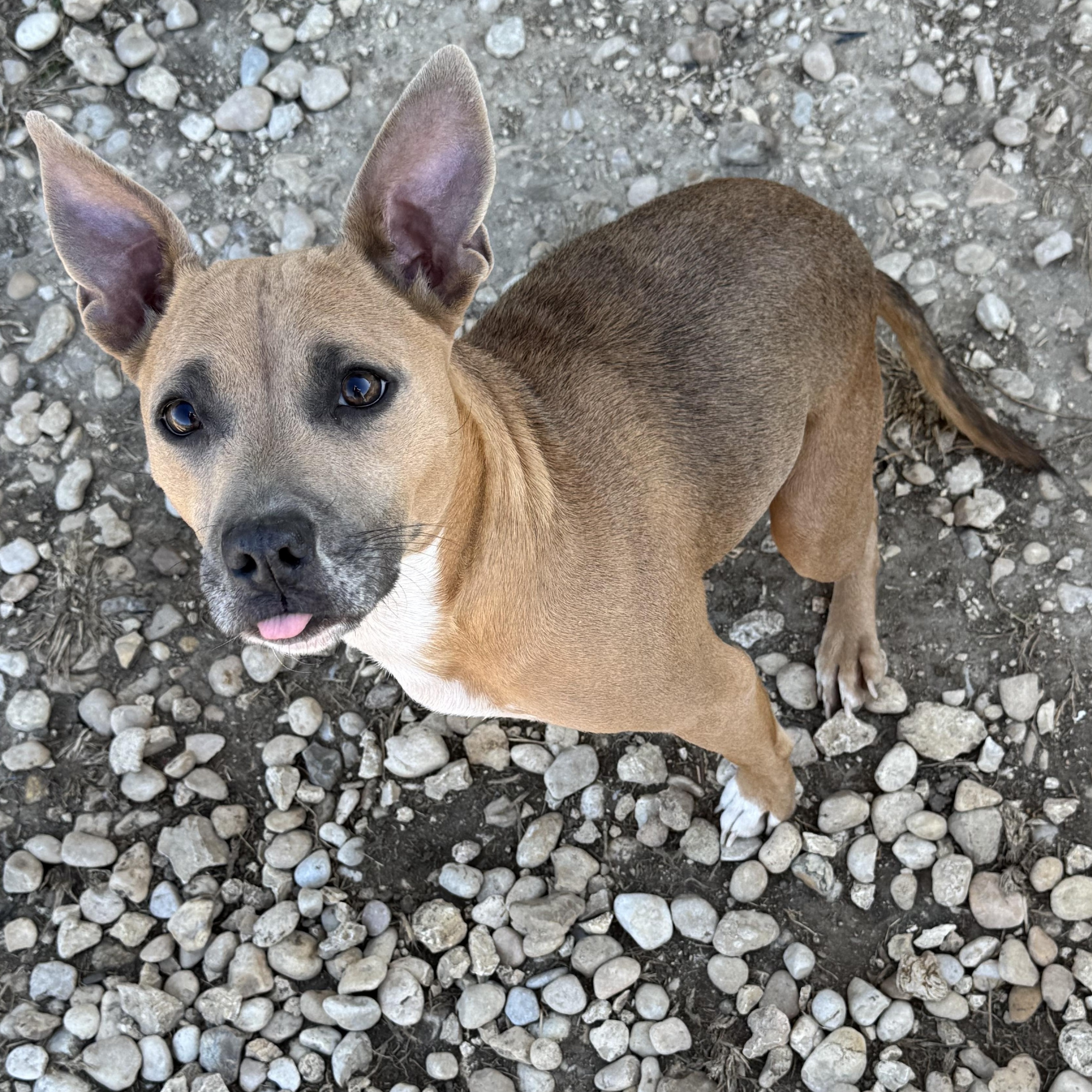 Kiwi, ADOPTABLE, Adult Female Pit Bull Terrier.