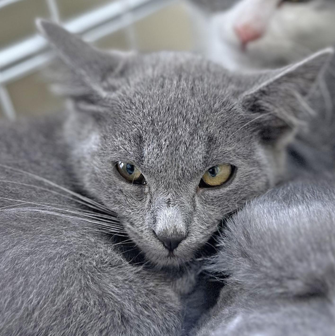 Ridgway, an adoptable Domestic Short Hair in Ridgway, CO, 81432 | Photo Image 2
