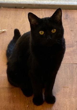 Mayo, Adoptable, Young Male Domestic Long Hair.