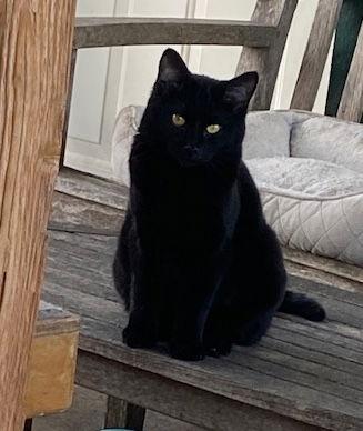 Enlarge Mayo, a Adoptable Domestic Long Hair in Escondido, CA image 2/2