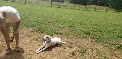 Enlarge Westley (Saint), a Adoptable mixed breed in Gillsville, GA image 1/6